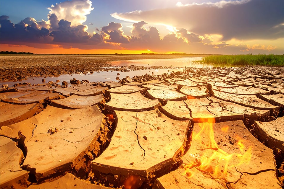 高い環境適応力